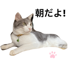 [LINEスタンプ] すまいるcat