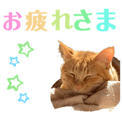 [LINEスタンプ] チャミ＆タビィ仲良し兄弟