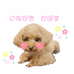 [LINEスタンプ] Kabosu.I