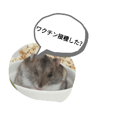 [LINEスタンプ] 可愛いあずき！