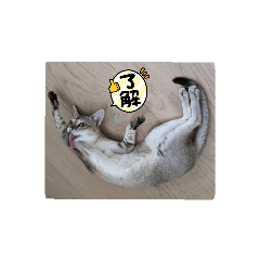 [LINEスタンプ] まめ太郎Life part3