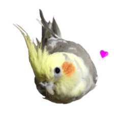 [LINEスタンプ] オカメインコのピコ