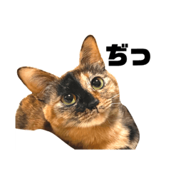 [LINEスタンプ] ねこどんず3