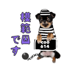 [LINEスタンプ] 真顔のくースタンプ