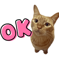 [LINEスタンプ] 茶トラ、キジトラ(ておちゃい)