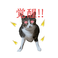 [LINEスタンプ] カワイイ！使いやすい！ねこのスタンプ2