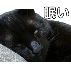 [LINEスタンプ] 我が家のねこねこスタンプ