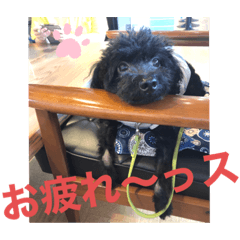 [LINEスタンプ] 黒プー吉右衛門さん日常スタンプ