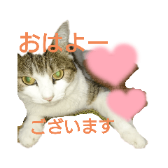 [LINEスタンプ] ねこちょん2