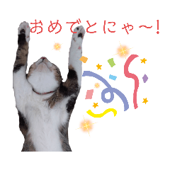 [LINEスタンプ] カワイイ！使いやすい！ねこのスタンプ