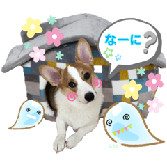 [LINEスタンプ] コーギーふうたスタンプ2