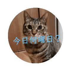 [LINEスタンプ] 何曜日？真顔ねこ