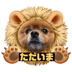 [LINEスタンプ] ポメッツのちゃぽ君
