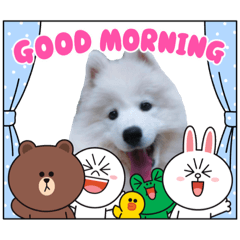 [LINEスタンプ] サモエドのゆりちゃん