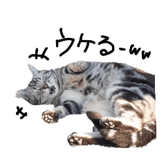 [LINEスタンプ] うちの可愛い猫たち時々近所の猫たち