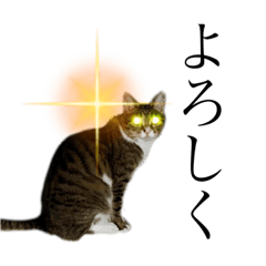[LINEスタンプ] ねこのはちこ