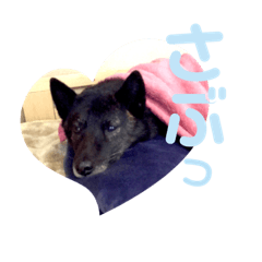 [LINEスタンプ] 甲斐犬スタンプ(秋冬版)