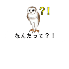 [LINEスタンプ] エキゾチックアニマル吹き出し風スタンプ