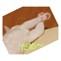 [LINEスタンプ] 可愛い猫のスタンプきなことふくを添えて