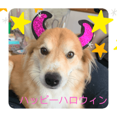 [LINEスタンプ] キツネ犬スタンプ ハッピーハロウィン