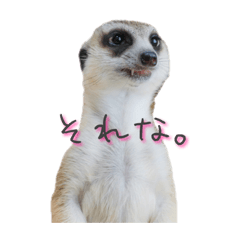[LINEスタンプ] おさかなの名前のミーアキャット