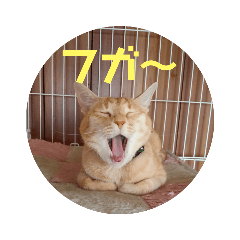 [LINEスタンプ] ミルくぅココの日常 ②