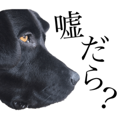 [LINEスタンプ] ジャックの日常（ほぼ寝てます）