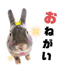 [LINEスタンプ] うさぎのうーたん̤ᙏ̤̫第⑤弾