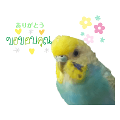 [LINEスタンプ] 使いやすい！せきせいいんこのベリー