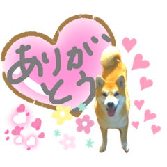 [LINEスタンプ] しば犬♪コロちゃん♫のんびり＆毎日ハッピー