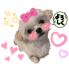 [LINEスタンプ] 可愛いうちのワンコ♡るる♡