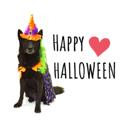 [LINEスタンプ] 甲斐犬スタンプ(ハロウィン版)