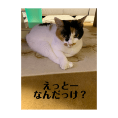 [LINEスタンプ] 猫好きのスタンプmaru