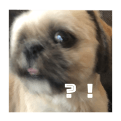 [LINEスタンプ] みうらふぃーの愛犬では無い