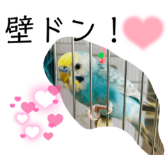 [LINEスタンプ] セキセイインコのミィちゃん❣️☆♡