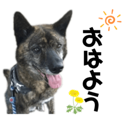 [LINEスタンプ] 甲斐犬のソラです！
