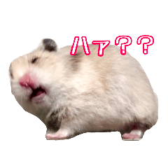 [LINEスタンプ] 我が家のハムスターの日常スタンプ
