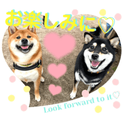 [LINEスタンプ] 柴犬 豆之進 日常STAMP‎‎✩【関西弁】其の七