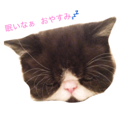 [LINEスタンプ] ぶんちゃんだよ1