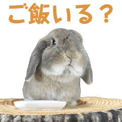 [LINEスタンプ] たれみみうさぎの家族で日常スタンプ