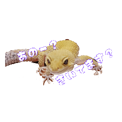 [LINEスタンプ] レオパ部2
