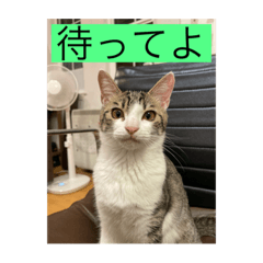 [LINEスタンプ] サバ色の猫