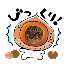 [LINEスタンプ] キジトラのかわいさ5