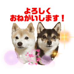 [LINEスタンプ] 豆柴ぼたんとてつこのニュースタンプ登場✨