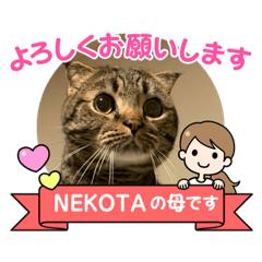 [LINEスタンプ] 僕達、猫ら三兄弟！withミミ