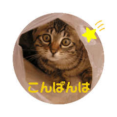 [LINEスタンプ] キジトラ猫とんちゃん