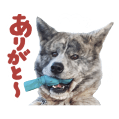 [LINEスタンプ] 秋田犬のあいさつスタンプ
