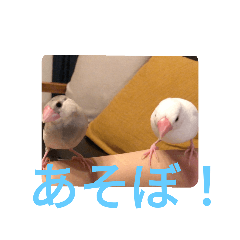 [LINEスタンプ] 文鳥むぎちゃんいとちゃん！