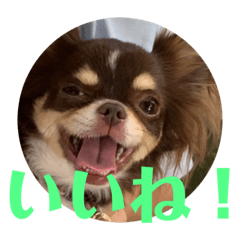[LINEスタンプ] 犬三昧ver6.1