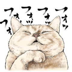 [LINEスタンプ] 意外と使えるリアル猫スタンプ